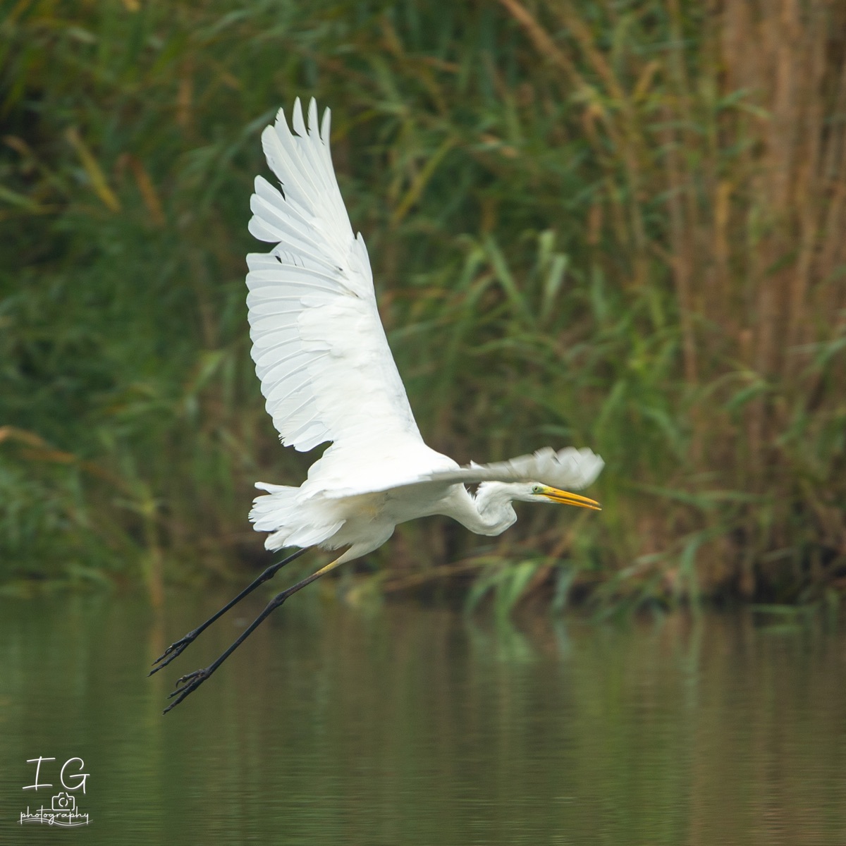 Zilverreiger